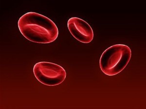 red blood cells 3D Model