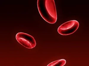 red blood cells 3D Model