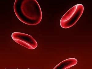 red blood cells 3D Model