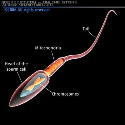 сперма 3D Модель .c4d .max .obj .3ds .fbx .stl .blend 
