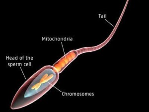 sperm Modèle 3D