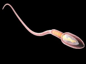 сперма 3D Модель