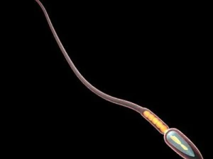 сперма 3D Модель