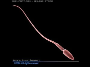 сперма 3D Модель