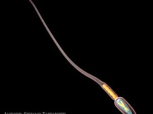 сперма 3D Модель