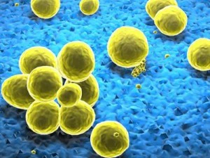 stafylokokkenbacteri&euml;n 3D Model