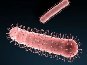 avian flu virus 3D Model