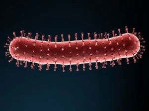 avian flu virus 3D Model