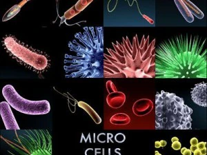 micro cells models collection 3D Model