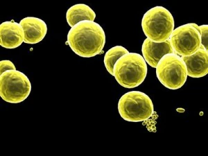 micro cells models collection 3D Model