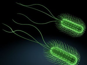 micro cells models collection Model 3D
