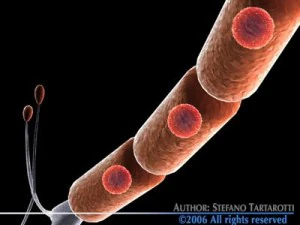 micro cells models collection 3D Model
