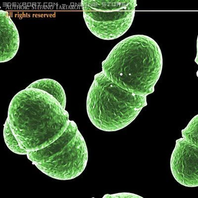 Enterokokken 3D Modell .c4d .max .obj .3ds .fbx .stl .blend 