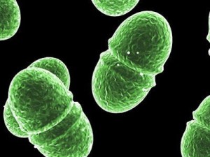 enterococcus 3D Model