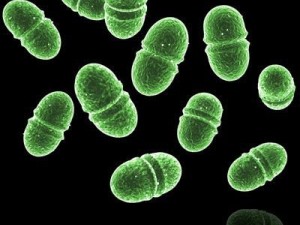 enterococcus Modèle 3D