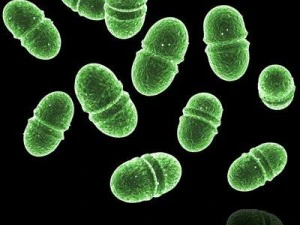 Enterokokken 3D Modell