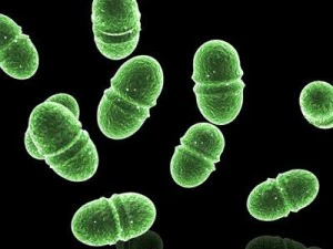 Enterokokken 3D Modell