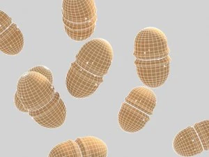 Enterokokken 3D Modell