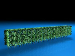 hedge 3D Model
