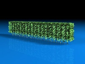 hedge 3D 模型