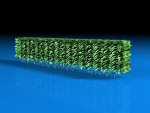 hedge 3D Model