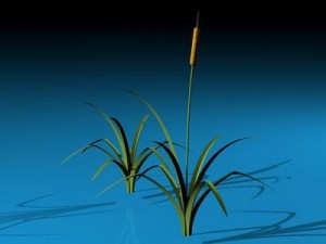 pond plant 3D 모델