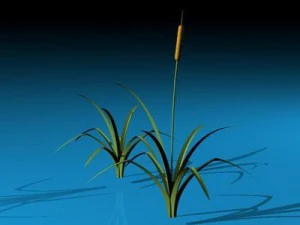 pond plant 3D Model