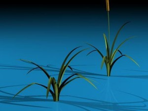 pond plant 3D 모델