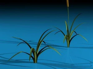 pond plant 3D Model