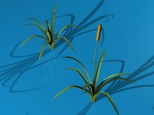 pond plant 3D 모델