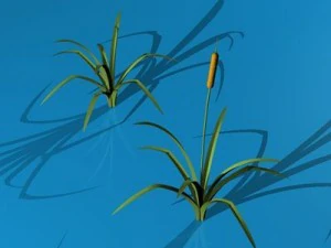 pond plant 3D Model