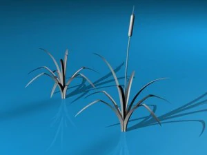 pond plant 3D Model