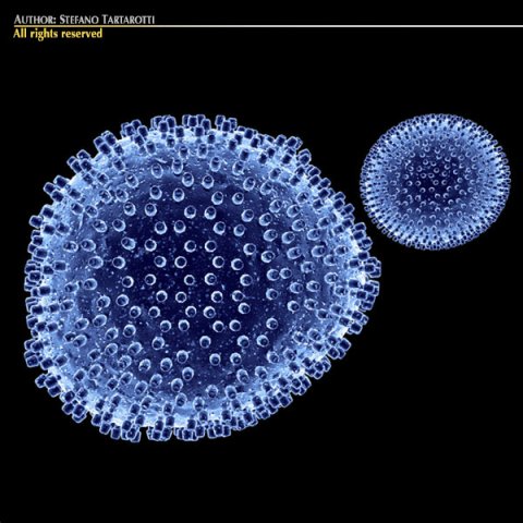 lymphocytic choriomeningitis 3D 모델 .c4d .max .obj .3ds .fbx .stl .blend 