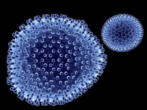 lymphocytic choriomeningitis 3D Model