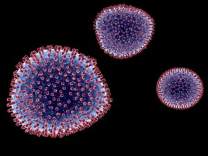 lymphocytic choriomeningitis 3D Model