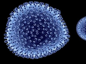 lymphocytic choriomeningitis 3D Model