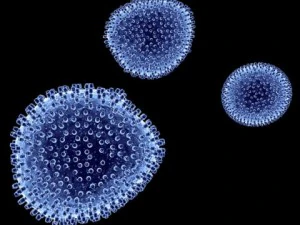 lymphocytic choriomeningitis 3D Model