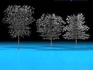 trees 3D-Modell