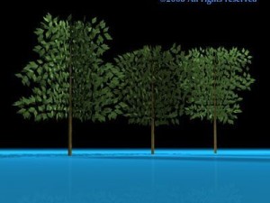 trees 3D-Modell