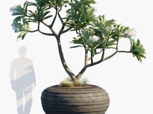 plant in pots 26 3D Models