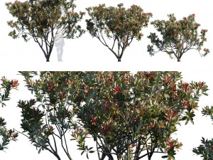 loquat biwa eriobotrya japonica v2 3D Model