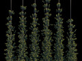 pyracantha firethorn vertical cordon 3D Models