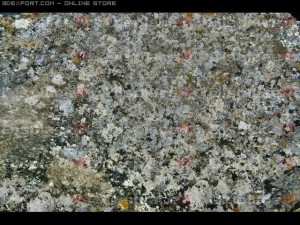 lichen stone 1 CG Dokuları