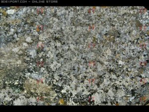 lichen stone 1 CG Textures