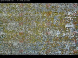 lichen stone 2 Tekstur CG