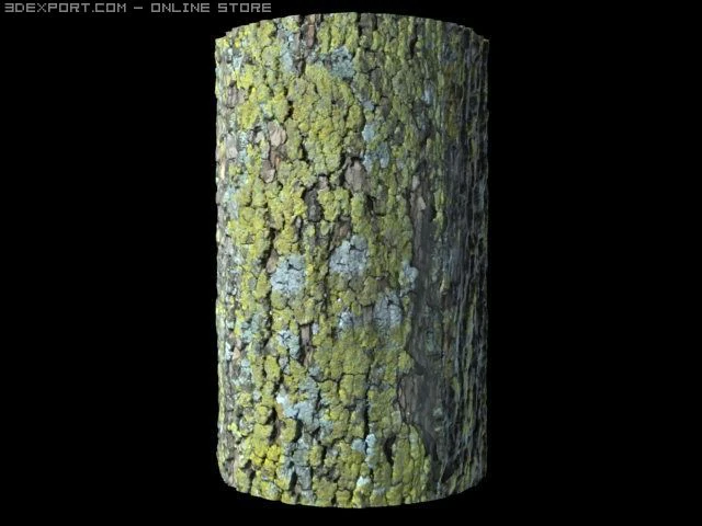 sycamore bark CG Textures .c4d .max .obj .3ds .fbx .stl .blend 