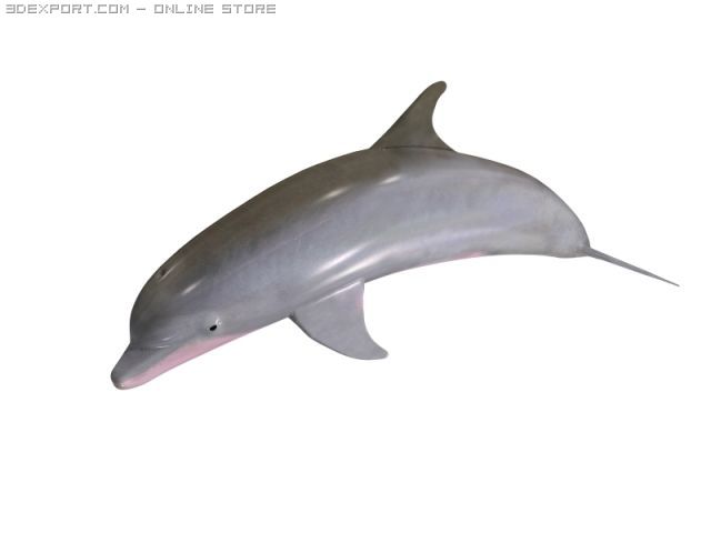 dolphin Modelo 3D .c4d .max .obj .3ds .fbx .stl .blend 