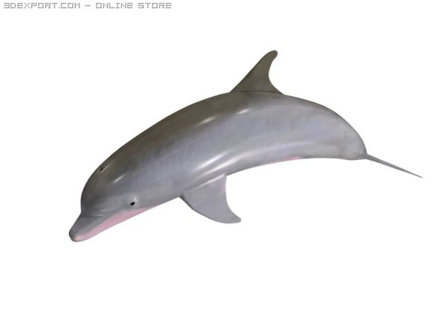 dolphin 3D Model .c4d .max .obj .3ds .fbx .stl .blend 
