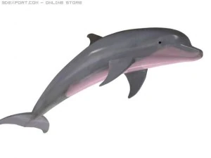 dolphin 3D Model