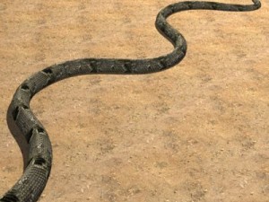 big snake 3D Модель